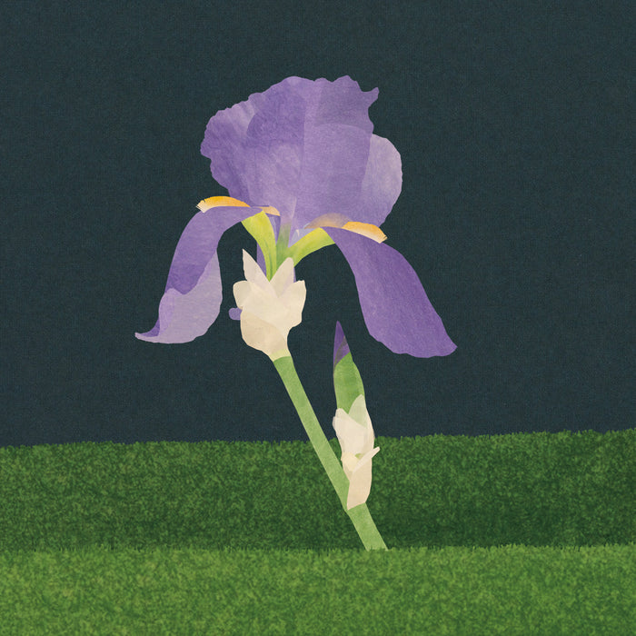 Iris giclée print (FC109)