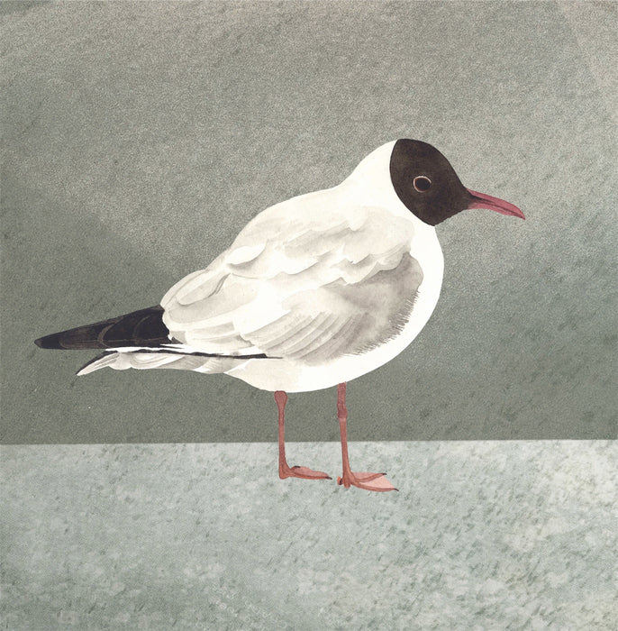 Black-Headed Gull giclée print (FC52)