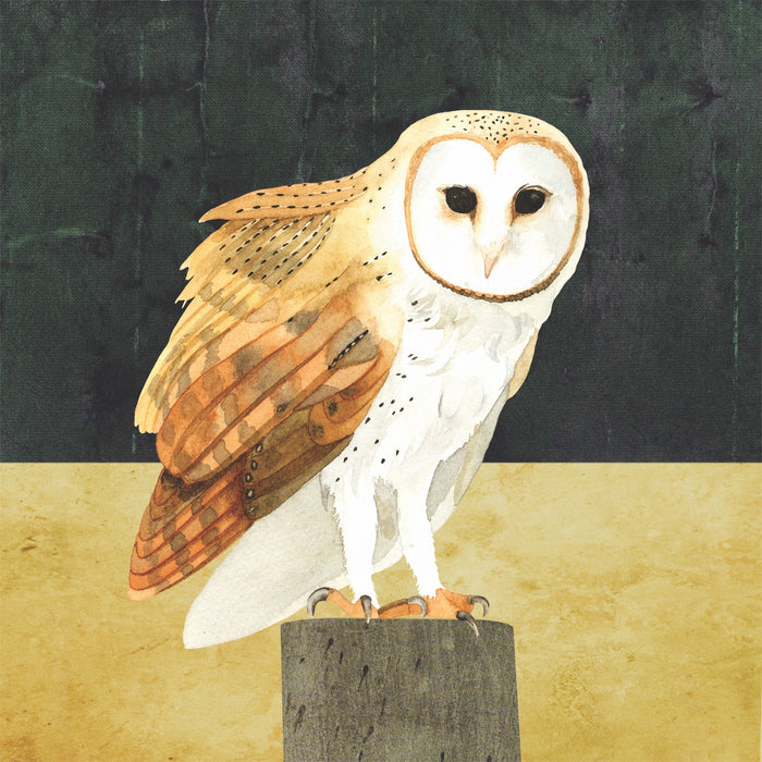 Barn Owl giclée print (FC66)