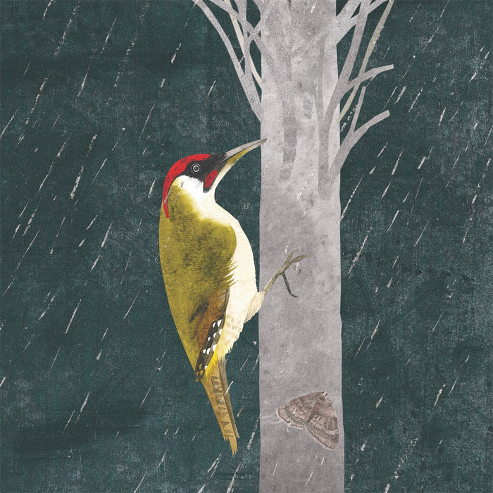 Green Woodpecker giclée print (FC86)